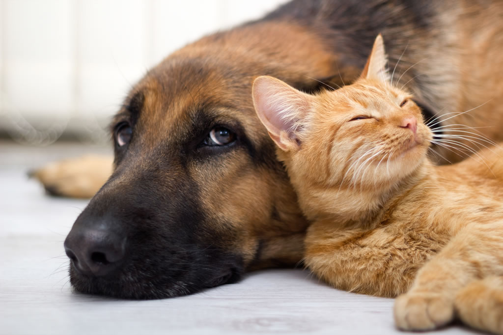 عشق در سگ و گربه 